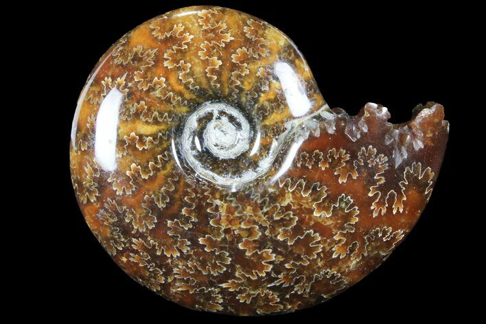 Polished, Agatized Ammonite (Cleoniceras) - Madagascar #94245